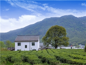 茶緣人生